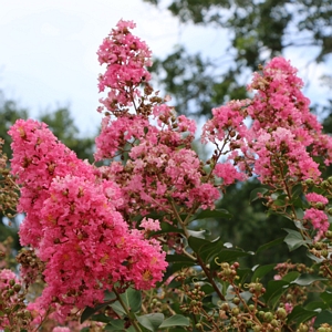 Crape Myrtle Miami